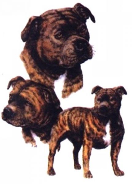 Motiv Staffordshire Bull Terrier 3er Gruppe