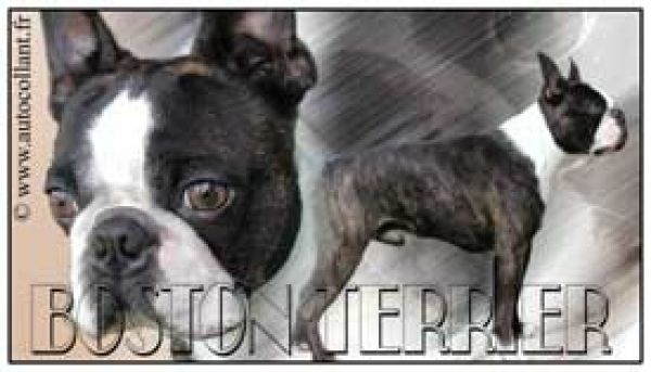 Aufkleber Boston Terrier