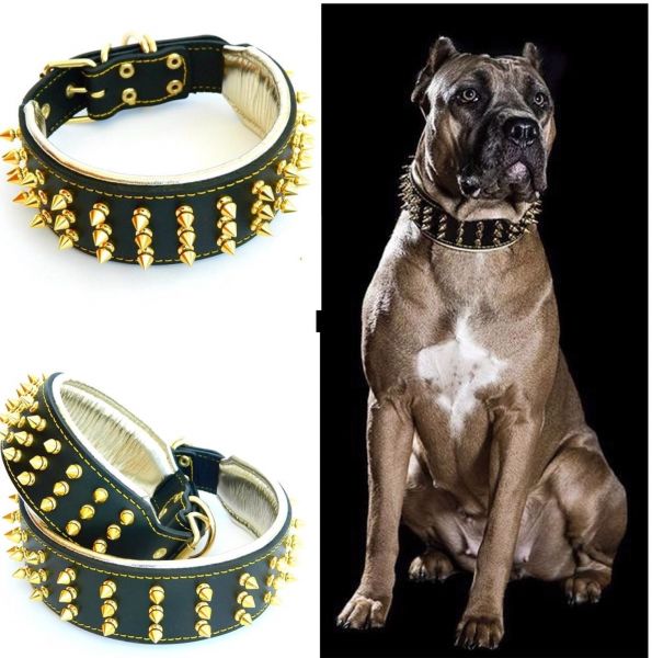 Goldener Riese Halsband Killernieten 6,5cm breit Pit Bull Molosser Dogo Dogge