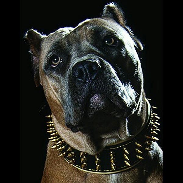 Goldener Riese Halsband Killernieten 6,5cm breit Pit Bull Molosser Dogo Dogge