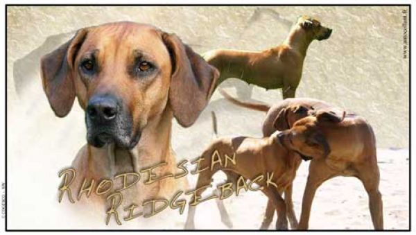 Aufkleber Rhodesian Ridgeback 1