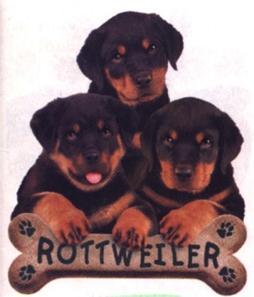 Motiv Rottweiler Welpen 1