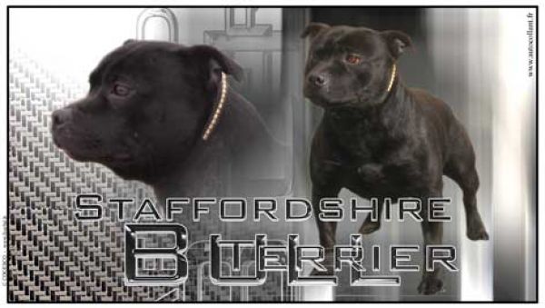 Aufkleber Staffordshire Bullterrier 2 schwarz