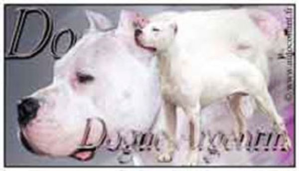 Aufkleber Dogo Argentino 1