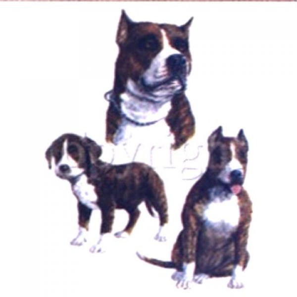 Motiv American Staffordshire Terrier , Pit Bull