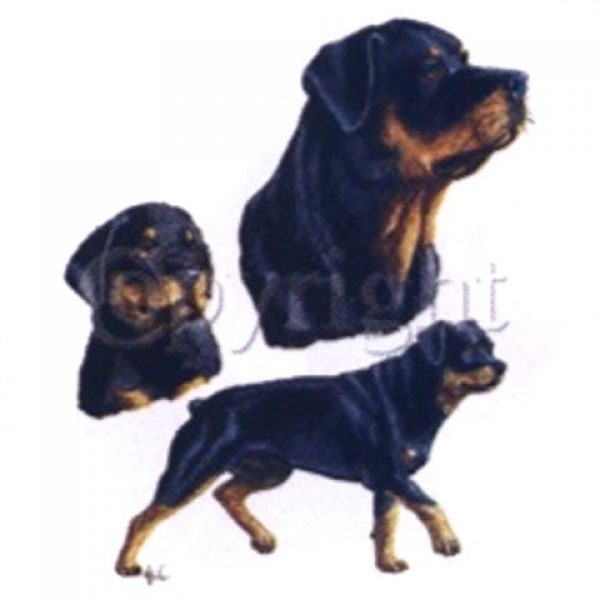 Motiv Rottweiler 3er Gruppe 2