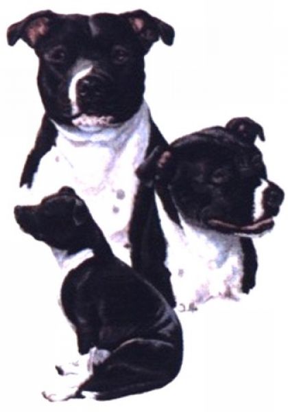 Motiv Staffordshire Bull Terrier 3er Gruppe