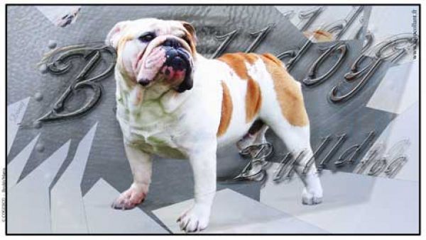 Aufkleber Englische Bulldogge 2