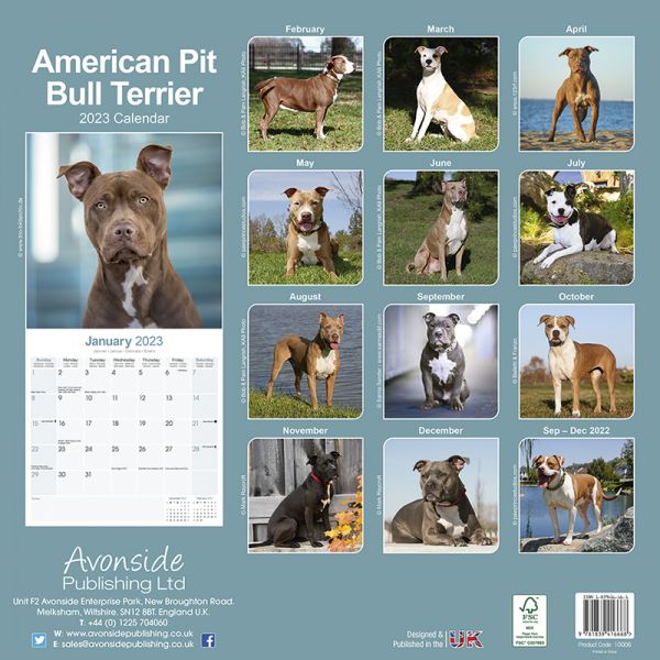 Kalender 2023 American Pit Bull Terrier