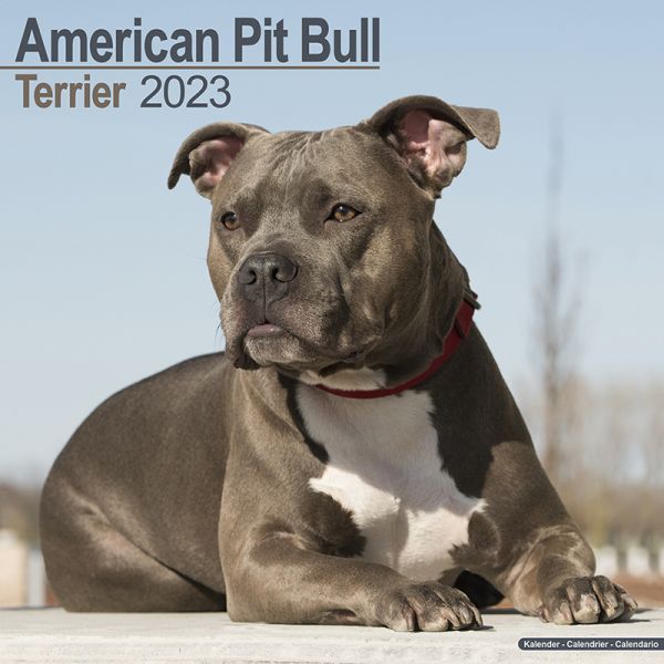 Kalender 2023 American Pit Bull Terrier