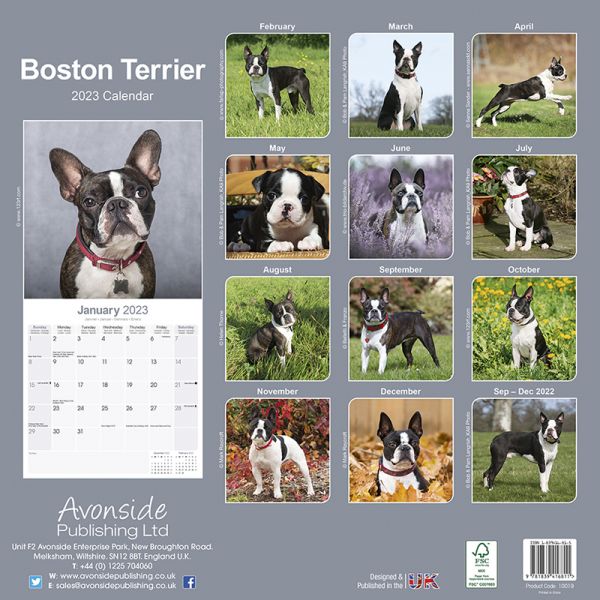 Kalender 2023 Boston Terrier