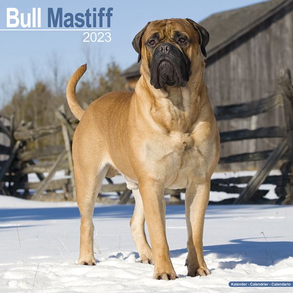 Kalender 2023 Bull Mastiff