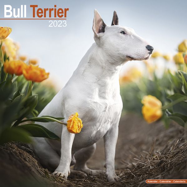 Kalender 2023 Bullterrier