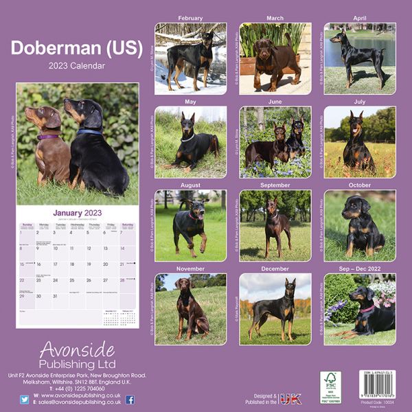 Kalender 2023 Dobermann Kupiert (US)