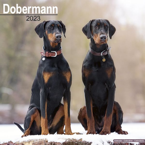 Kalender 2023 Dobermann unkupiert (Euro)