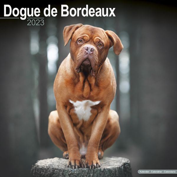Kalender 2023 Bordeaux Dogge