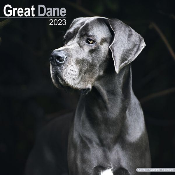 Kalender 2023 Deutsche Dogge Great Dane unkupiert (Euro)