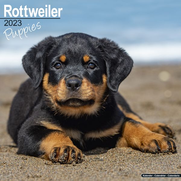 Kalender 2023 Rottweiler Welpen