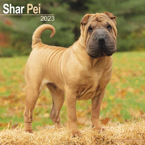 Kalender 2023 Shar Pei