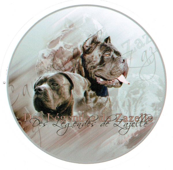 Aufkleber Cane Corso 4