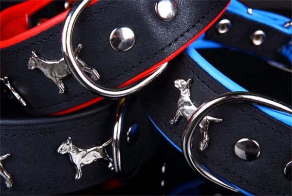 Motiv Halsband Bullterrier Miniature Bull Terrier 4cm breit Lederhalsband