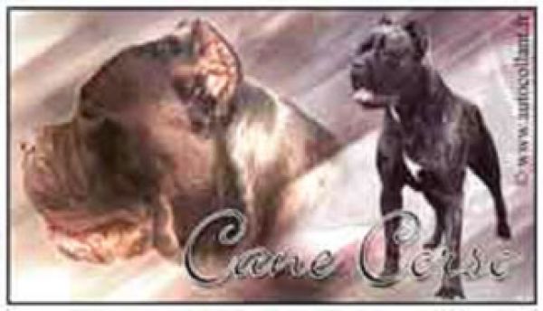 Aufkleber Cane Corso 1