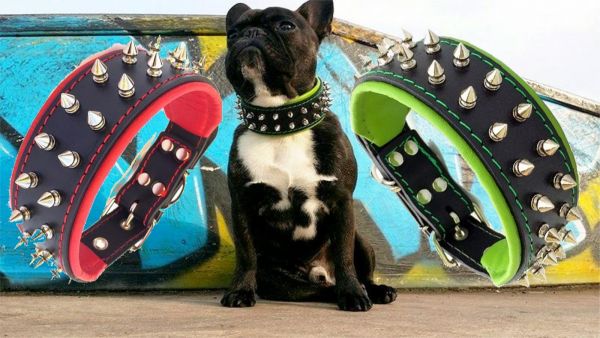 Frenchie Halsband Spitznieten Französische Bulldogge French Bulldog Mops Terrier