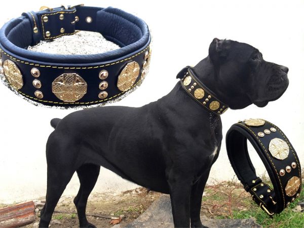 Maximus Molosser Halsband 6,5cm breit Cane Corso Dogo Rottweiler Dogge Bulldog