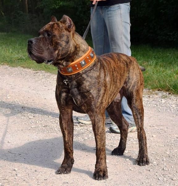 Eros braun Molosser Halsband 6,5cm breit Fila Dogo Rottweiler Bordeaux Dogge Bulldog Mastiff